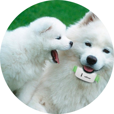 Pet managment software