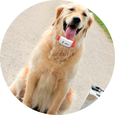 Software for pets